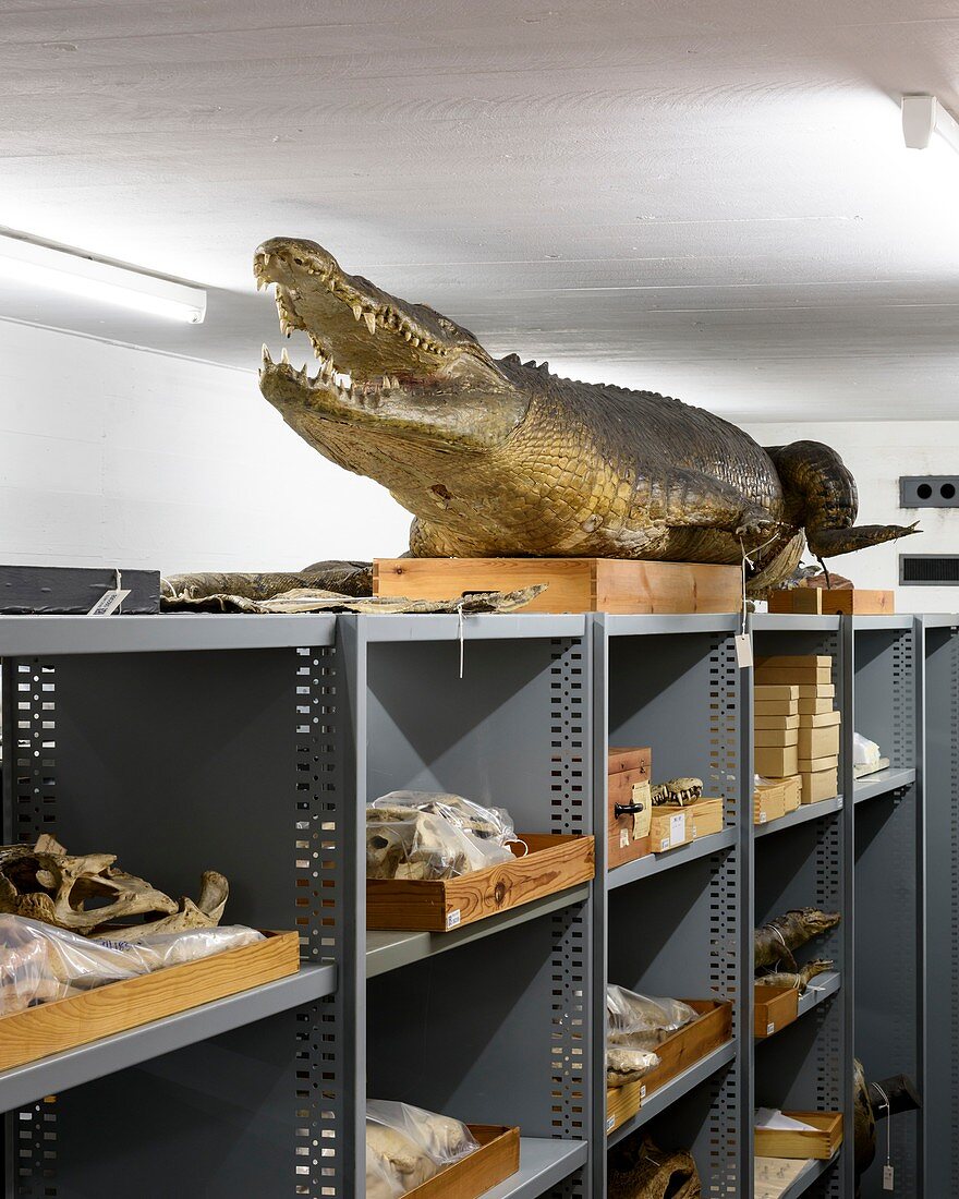 Preserved crocodile