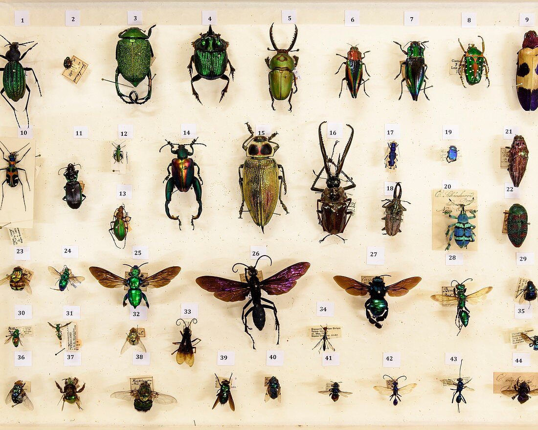 Preserved insects