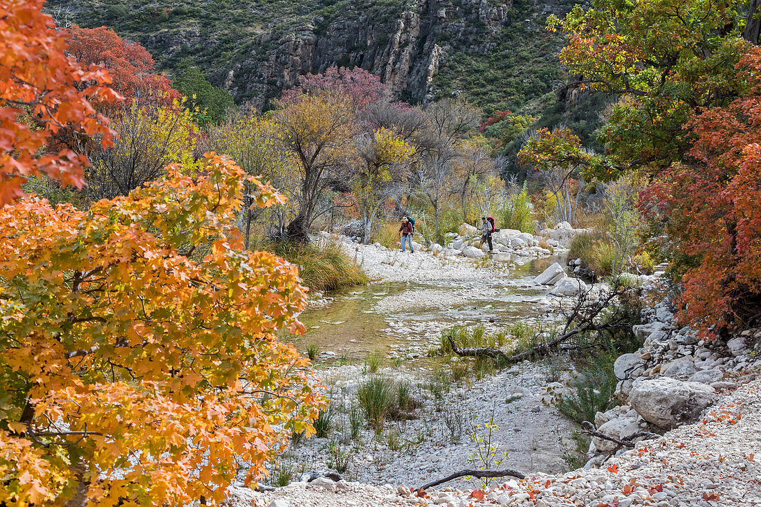 Guadalupe Mountains National Park, Texas, USA