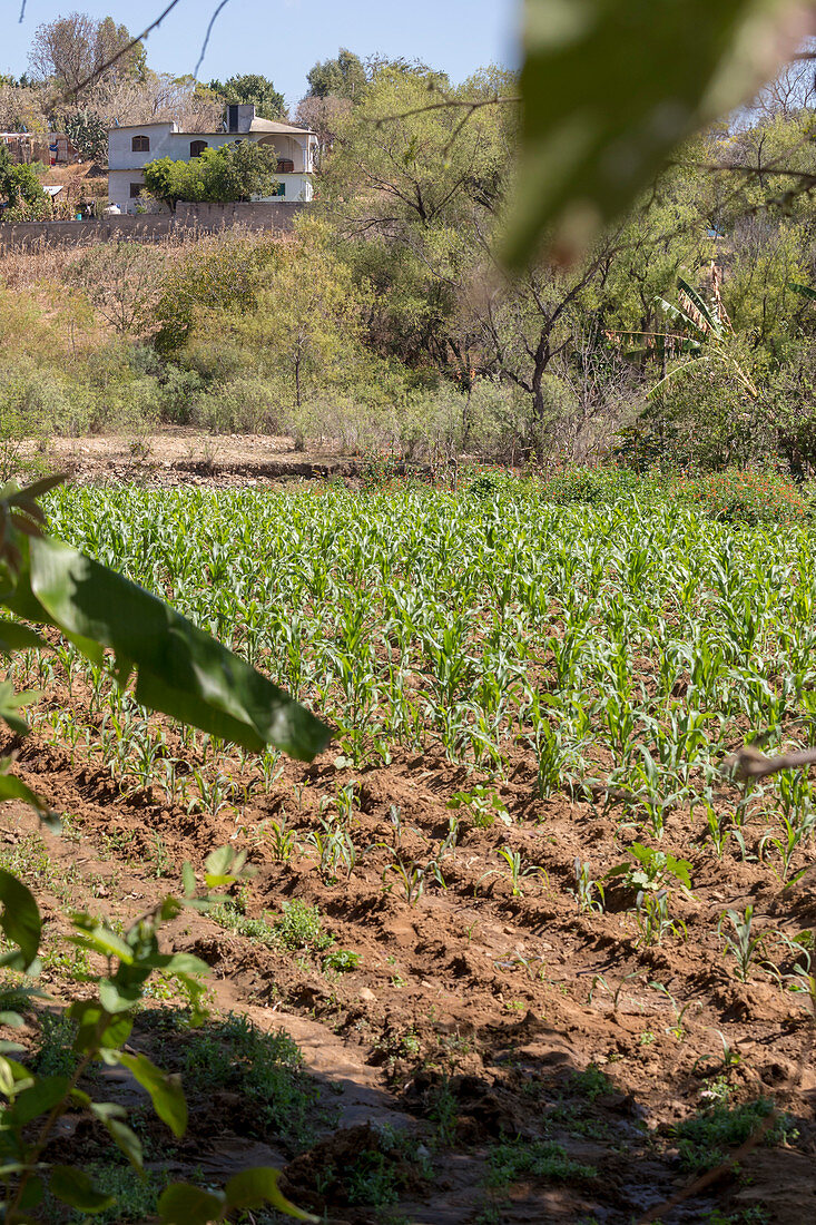 Corn field, Mexico