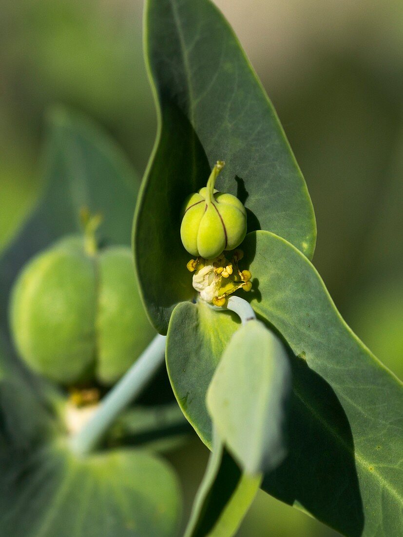 Caper spurge (Euphorbia lathyris) seed pods