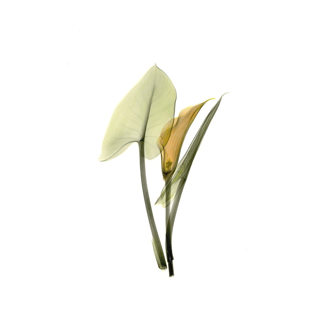 Calla lily (Zantedeschia sp.), X-ray