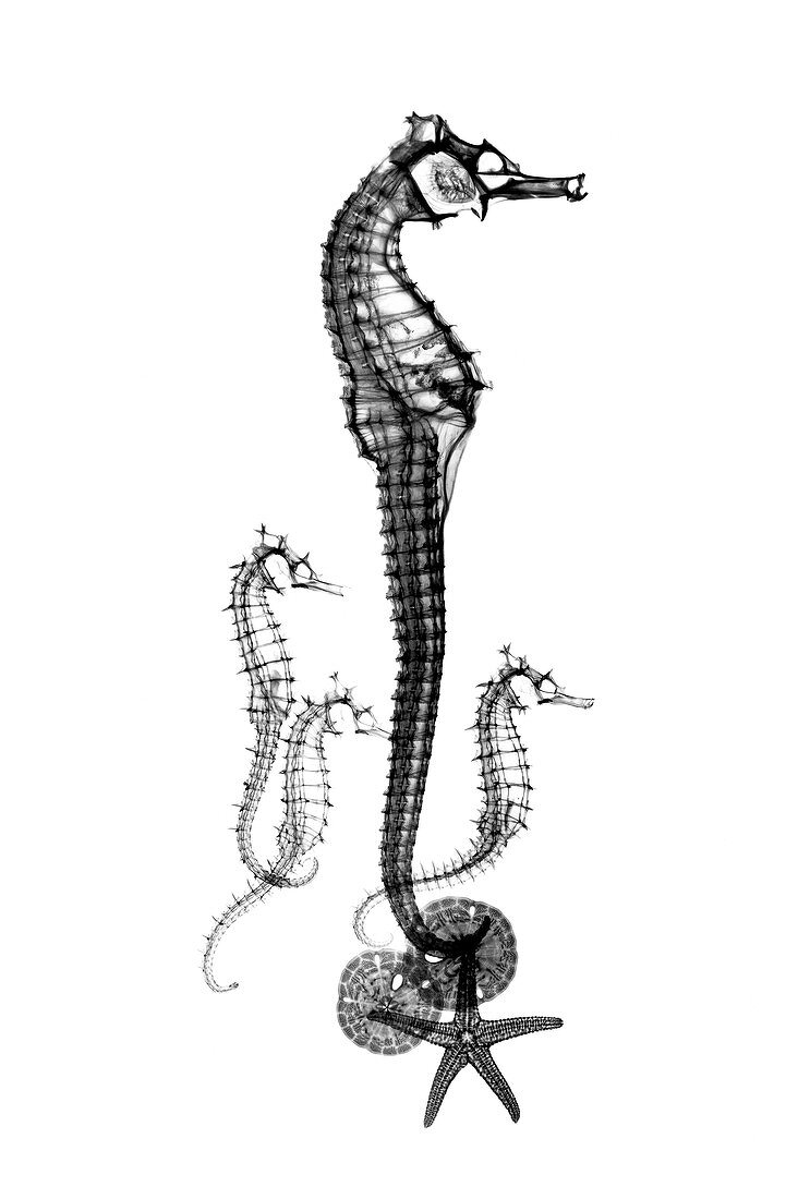 Seahorses, X-ray