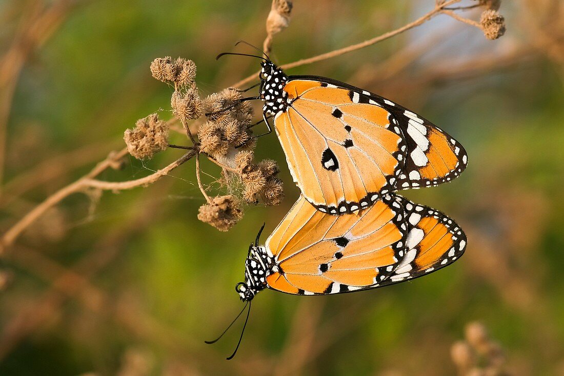 Plain tiger butterfly