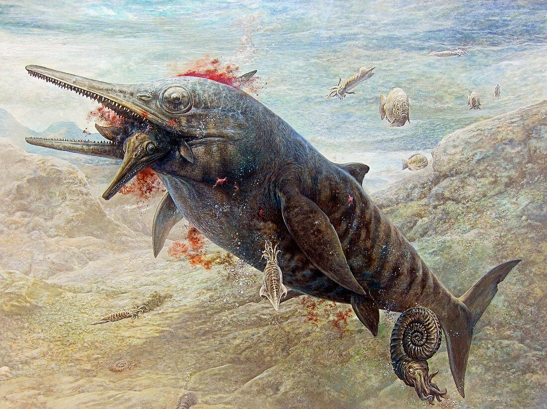 Temnodontosaurus ichthyosaur and prey, illustration