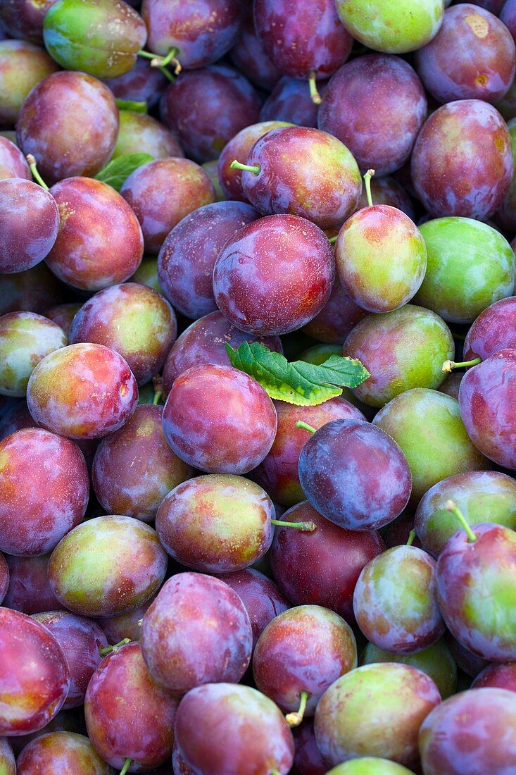 Harvested Victoria plums