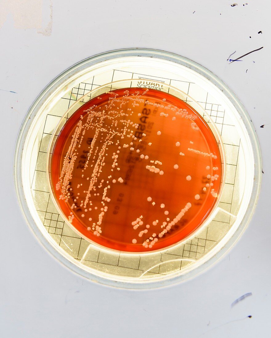 Bacterial cultures for food development