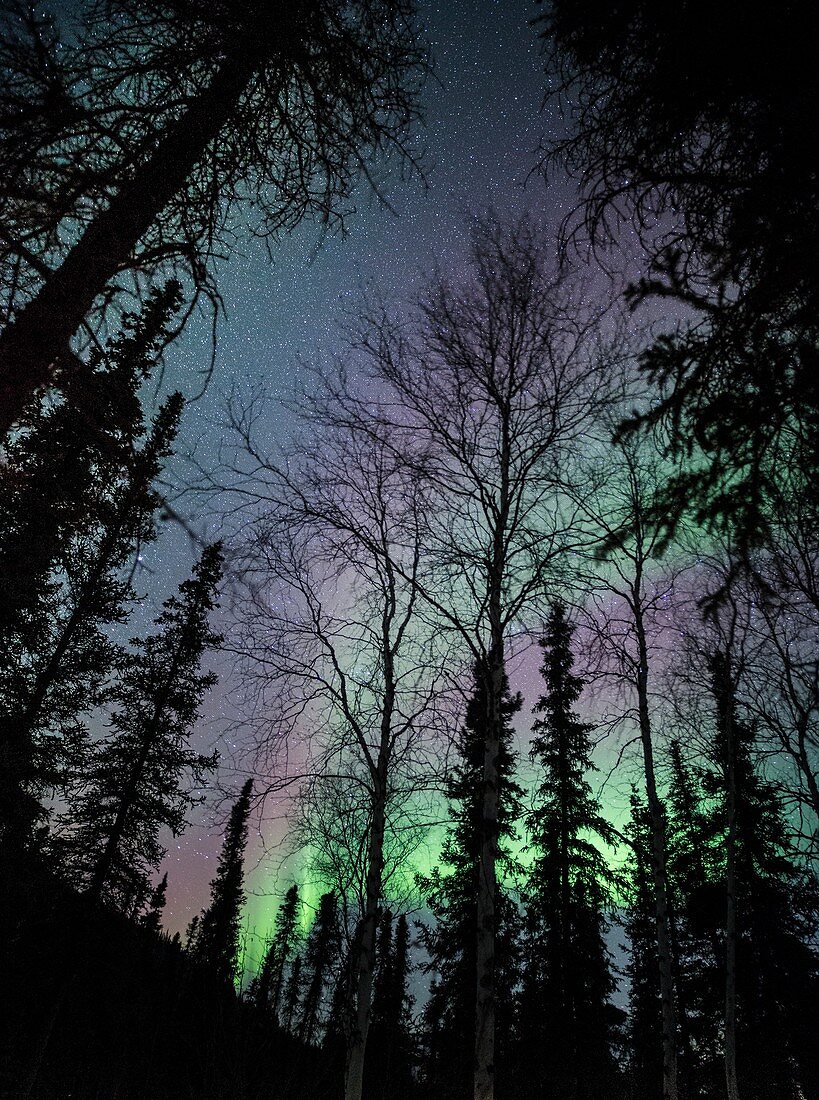 Trees and aurora in Alaska