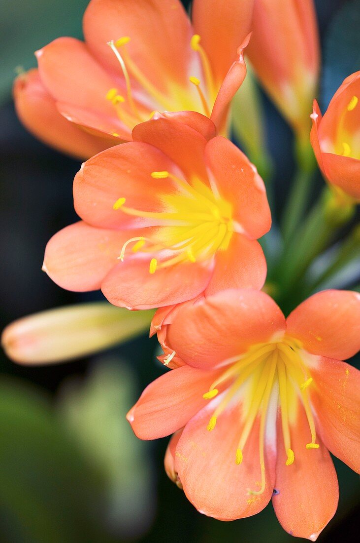 Natal Lily (Clivia miniata)