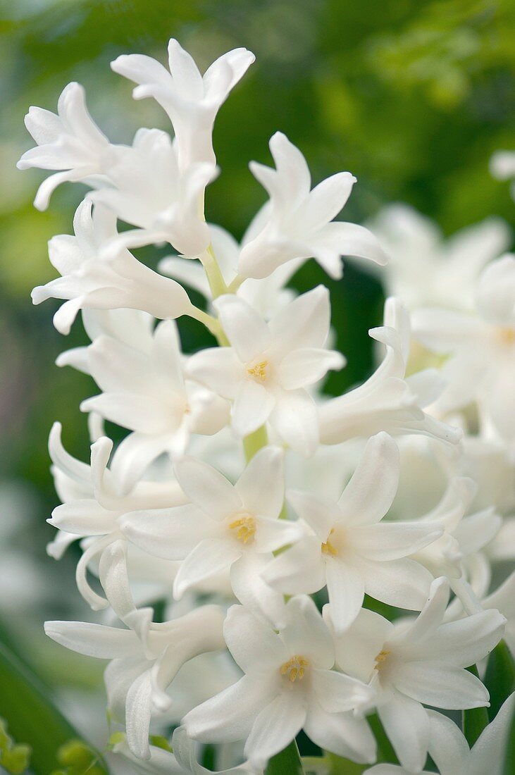 Hyacinth (Hyacinthus orientalis)