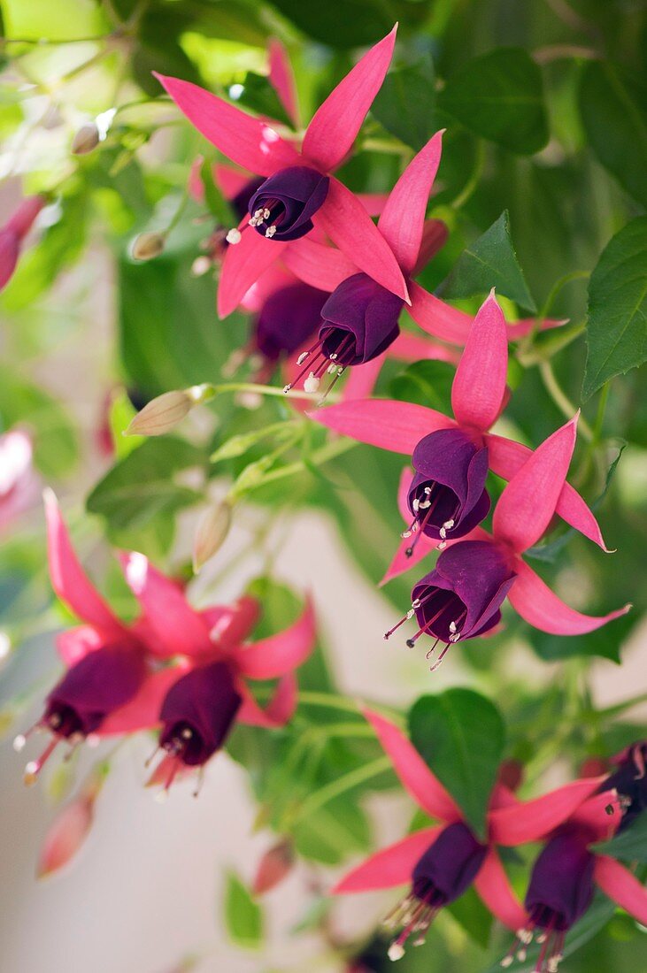 Fuchsia magellanica