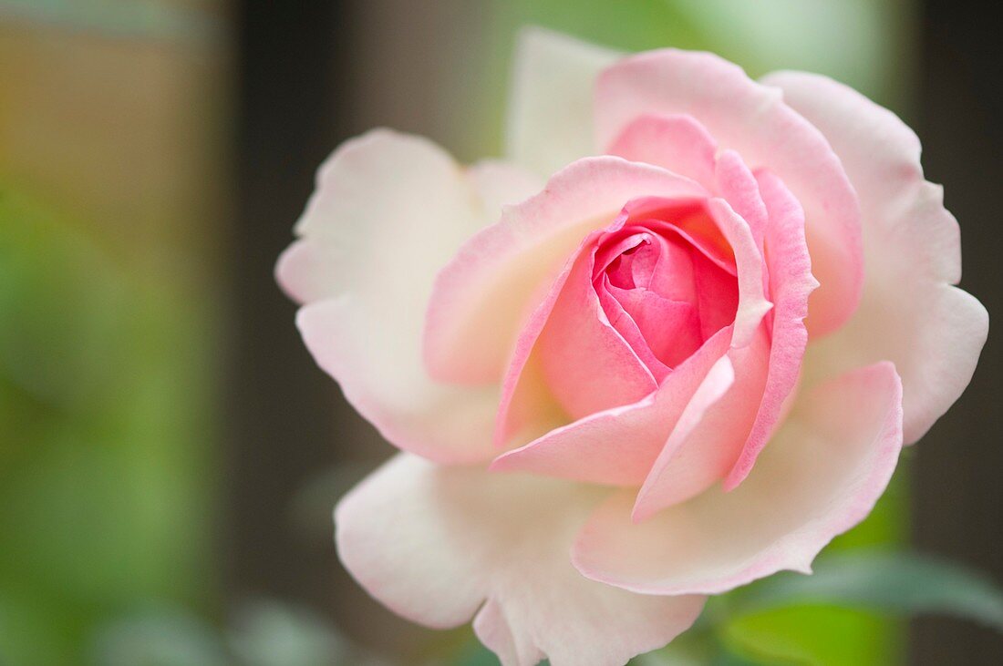Rose (Rosa 'Eden Romantica')