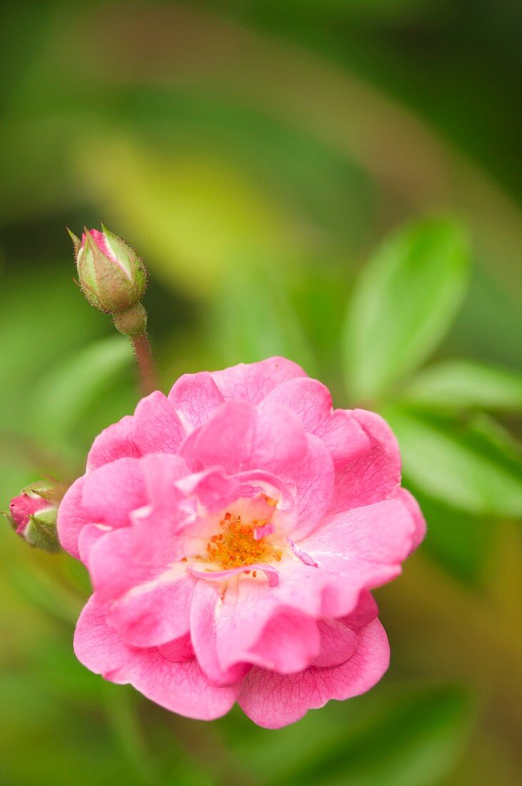 Rose (Rosa 'Gartendirektor Otto Linne')