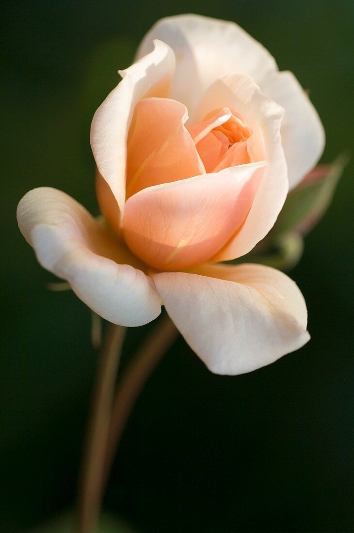Rose (Rosa 'Perle d'Or')