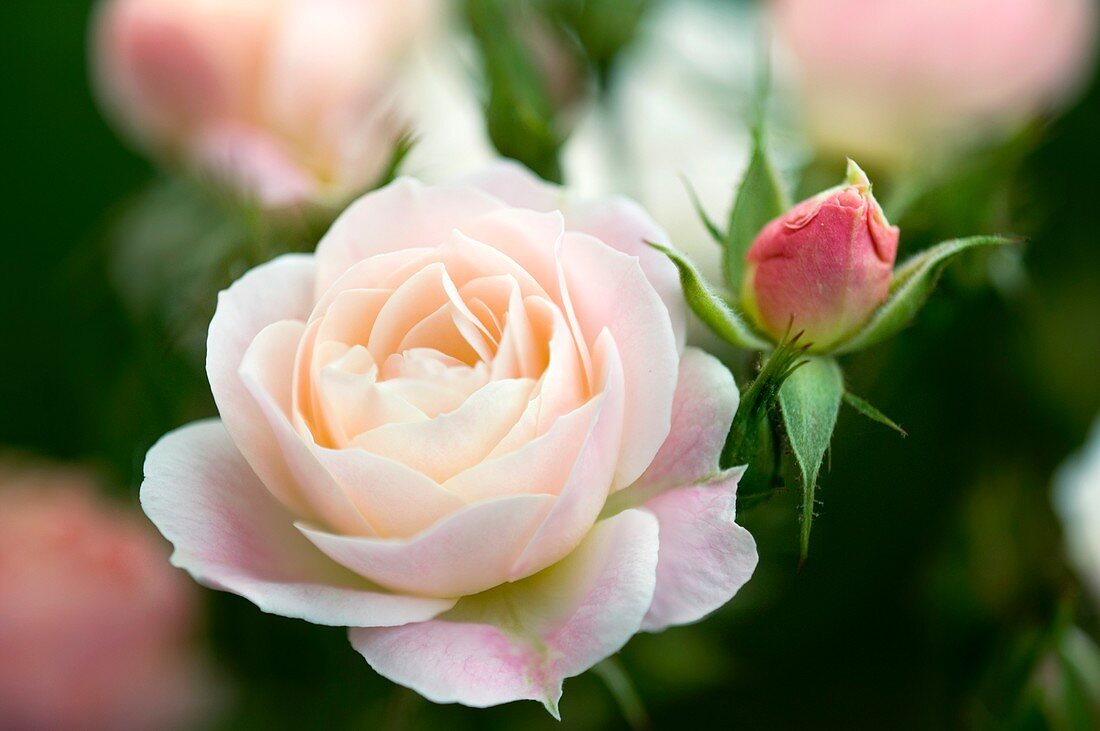 Rose (Rosa 'Marie Pavie')