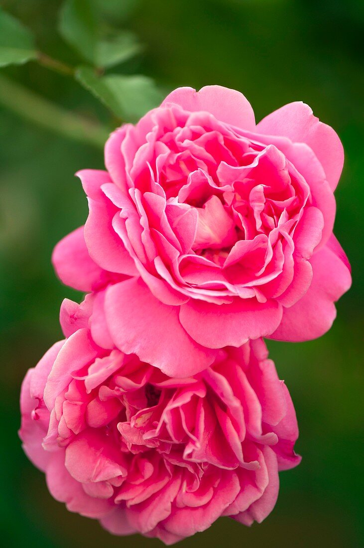 Rose (Rosa 'Marjorie Palmer')