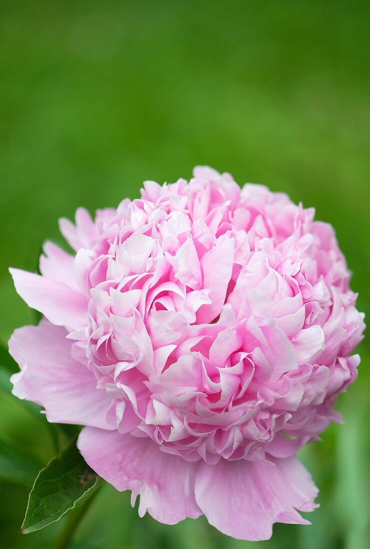 Peony (Paeonia lactiflora)