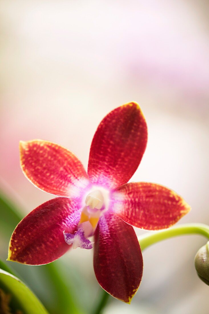 Orchid (Phalaenopsis Tying Shin Fly Eagle 'Wilson')