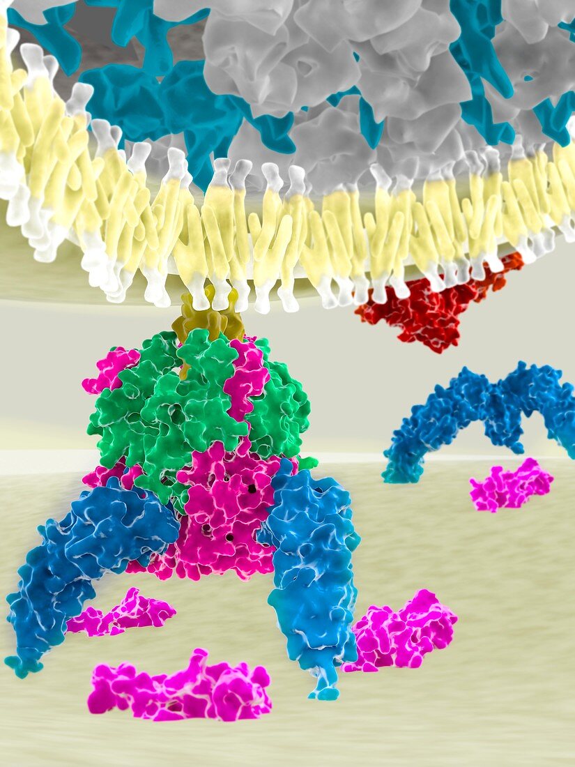 Lassa virus glycoprotein, illustration