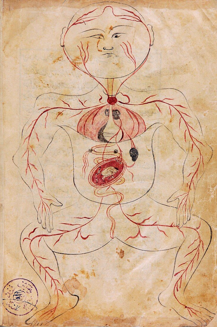 Mansur's Anatomy, 15th century