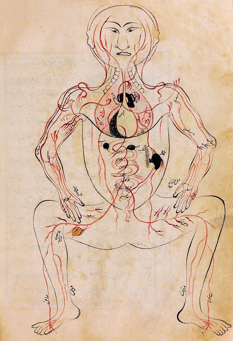 Mansur's Anatomy, 15th century