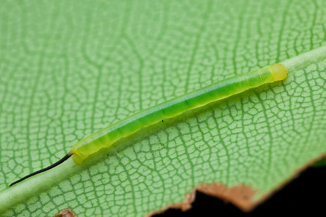 Caterpillar with a black tail