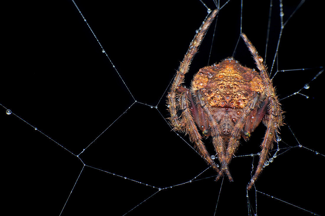 Wrap-around spider on its web