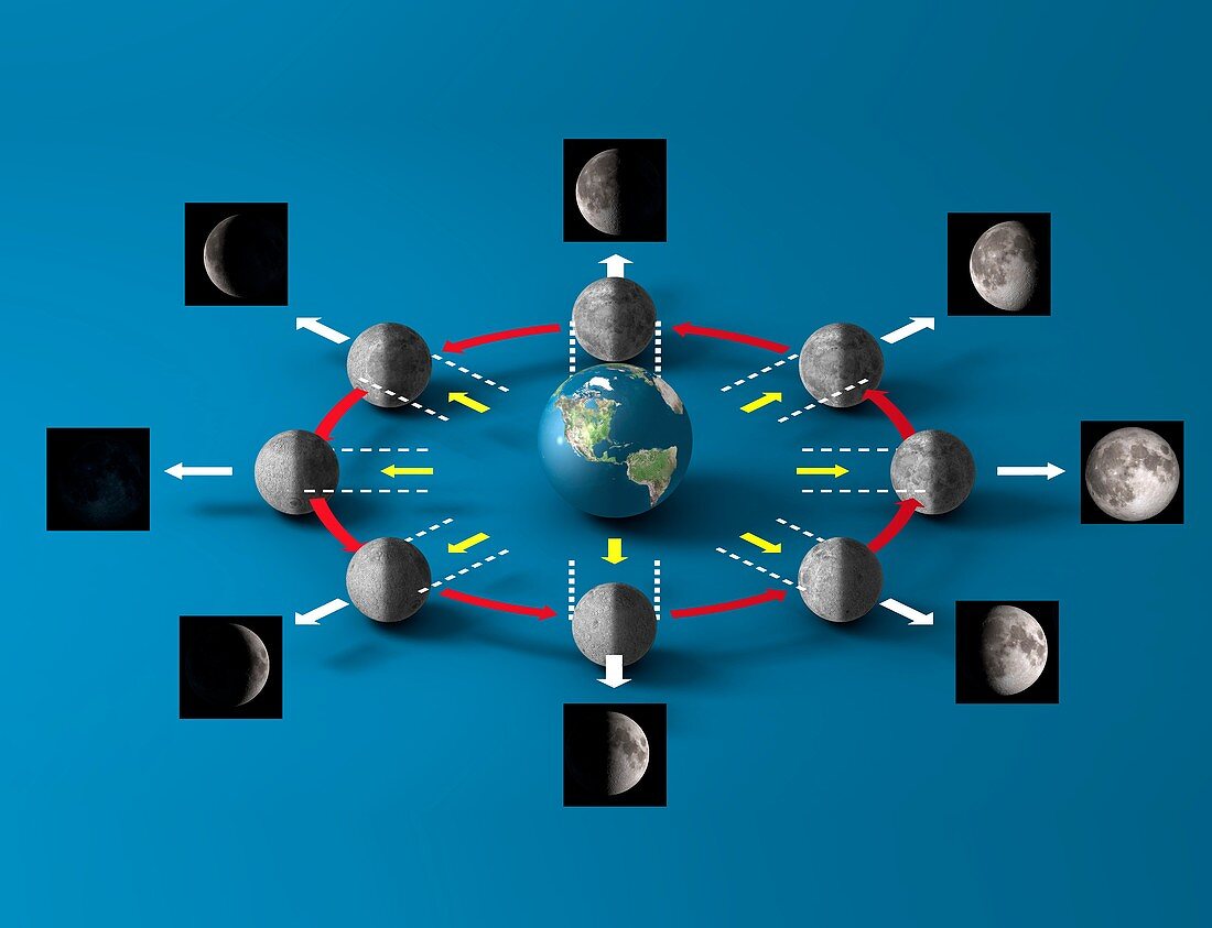 Lunar cycle, illustration