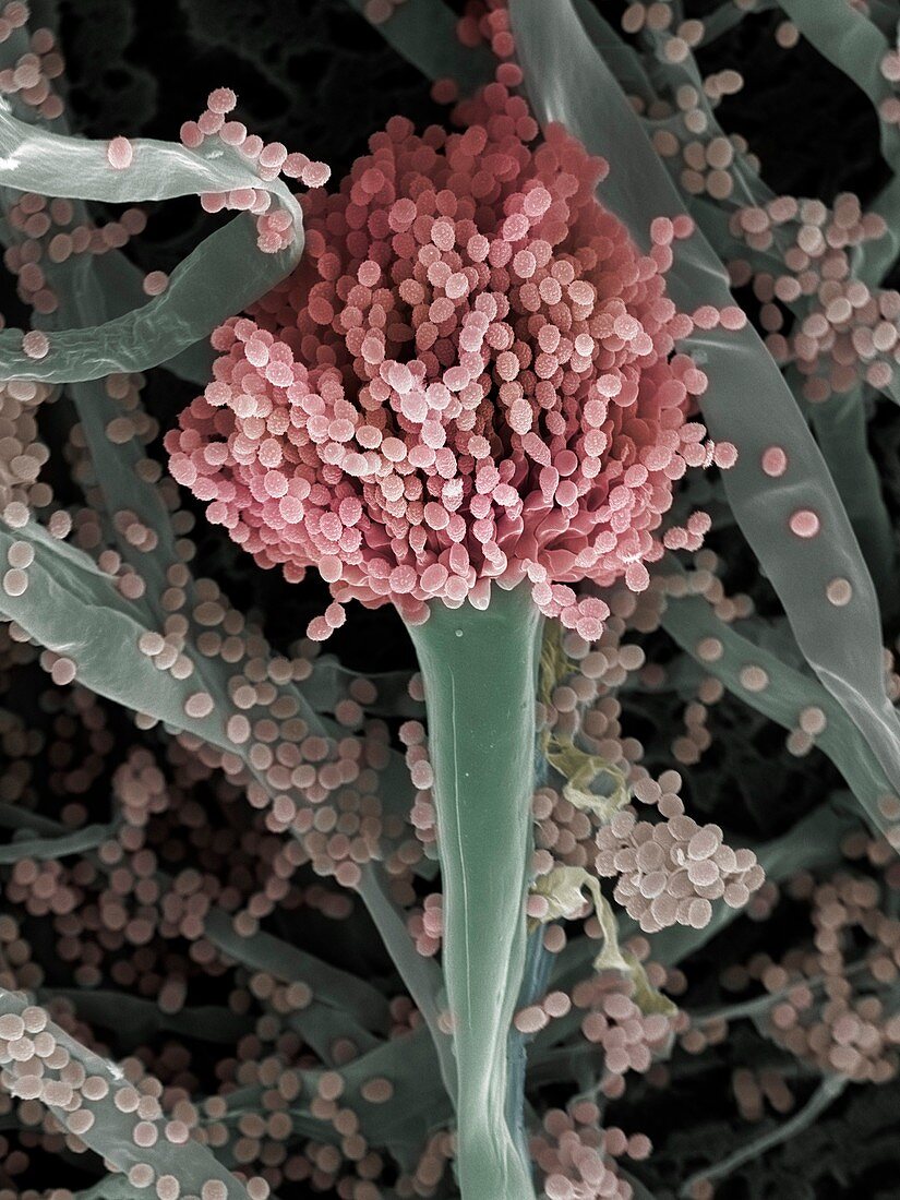 Aspergillus fumigatus fungus, SEM