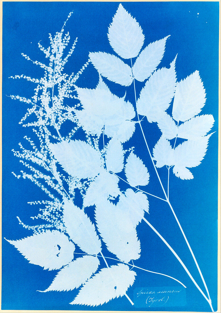 19th-century plant cyanotype