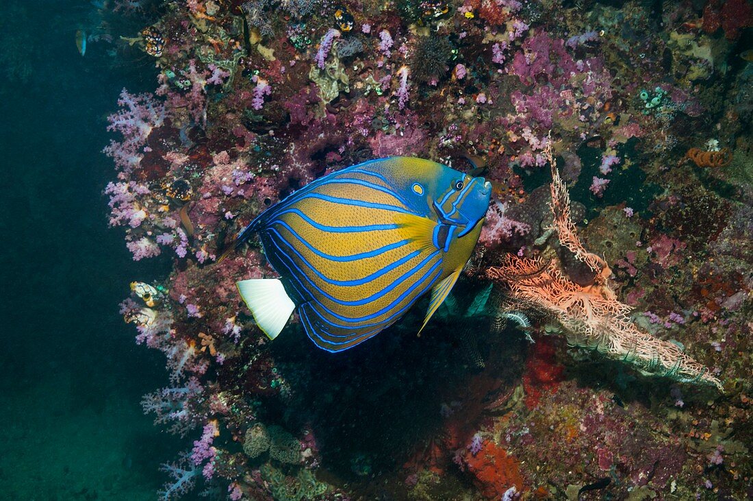 Bluering angelfish on a reef