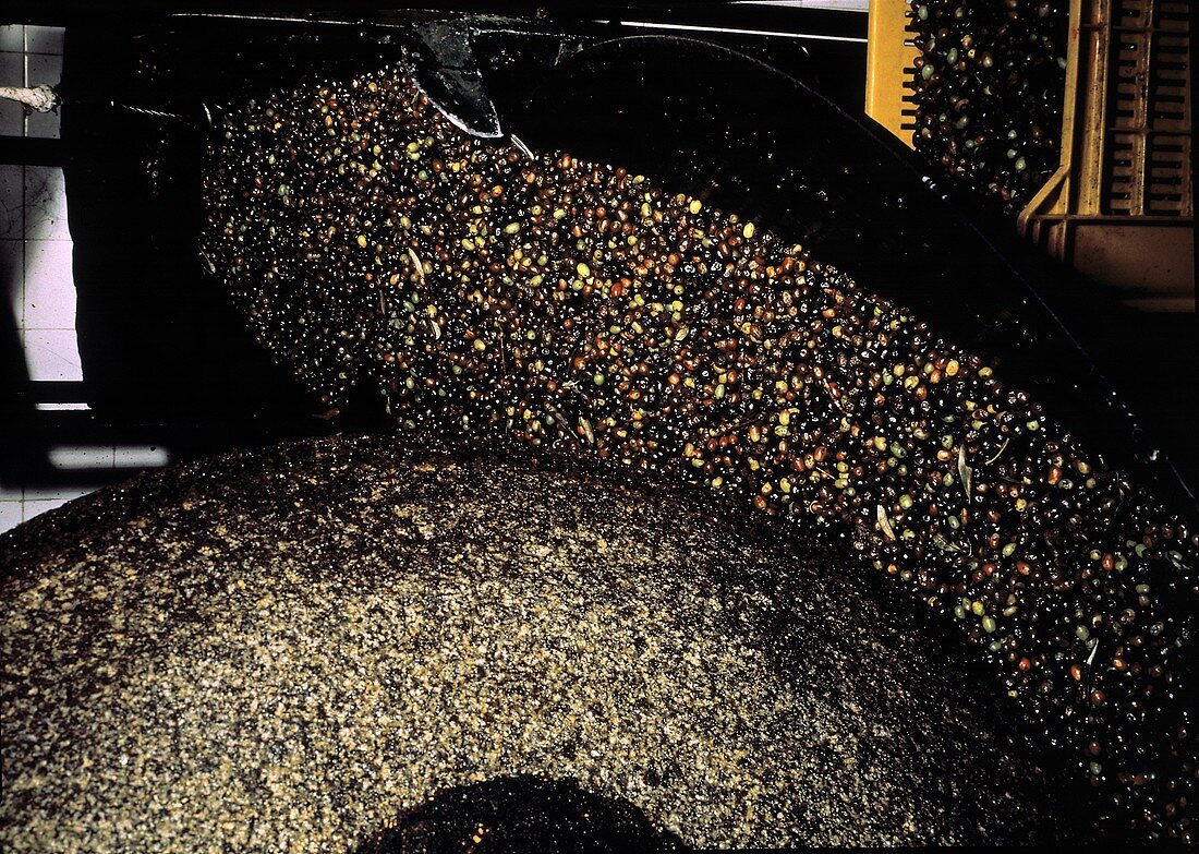 Olive Oil Production; Olive Pressing