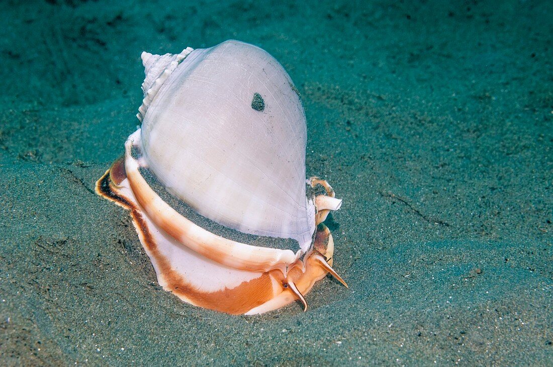 Grey bonnet sea snail