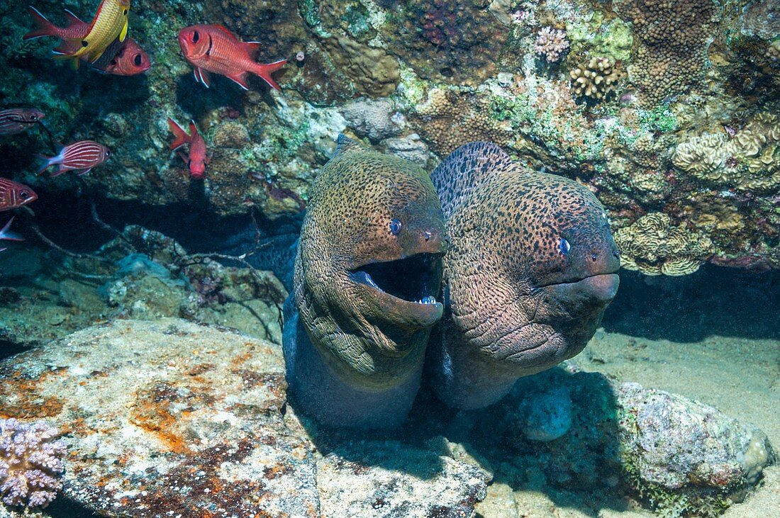 Giant moray eels on a reef