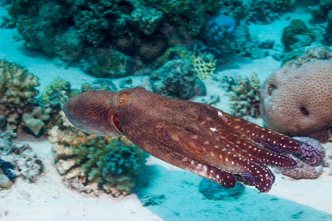 Day octopus swimming over a reef