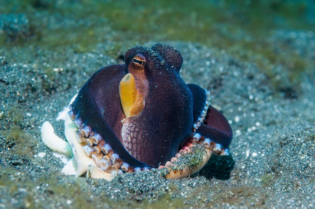 Veined octopus burrowing into sand