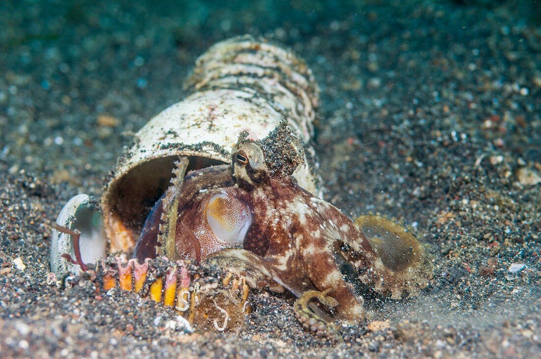 Veined octopus hiding in empty shell