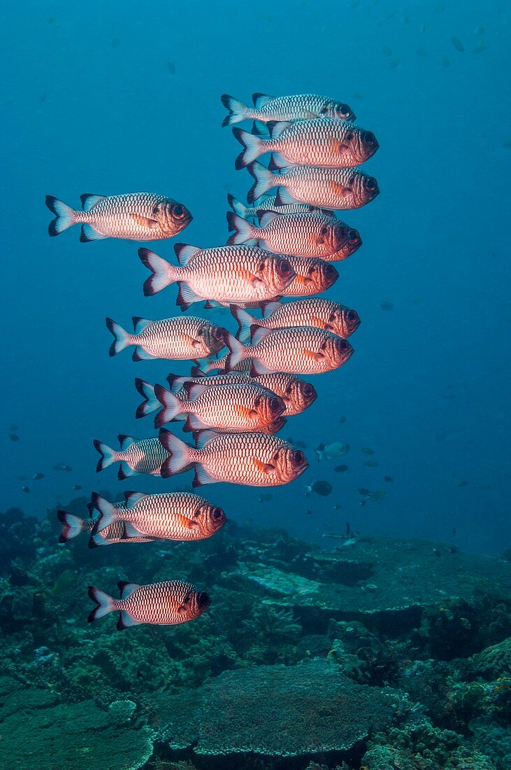 Shadowfin soldierfish over reef