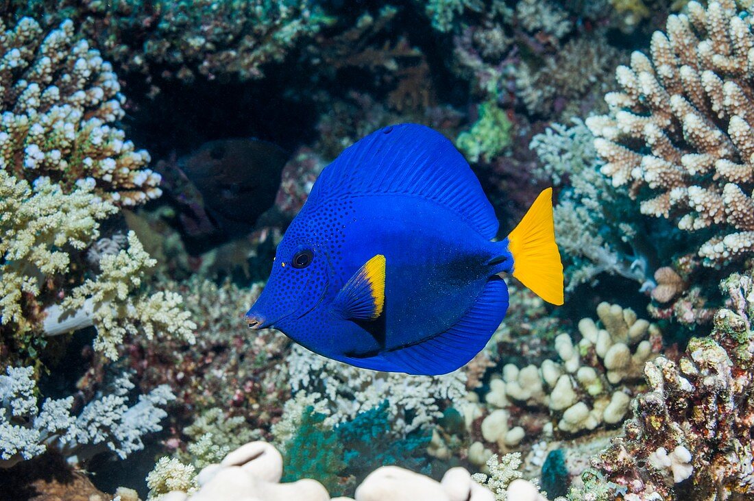 Yellowtail tang on a reef