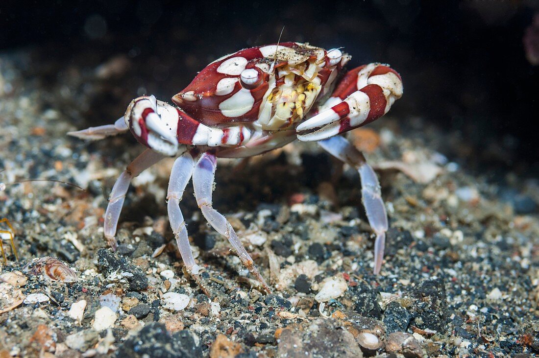 Harlequin swimmer crab