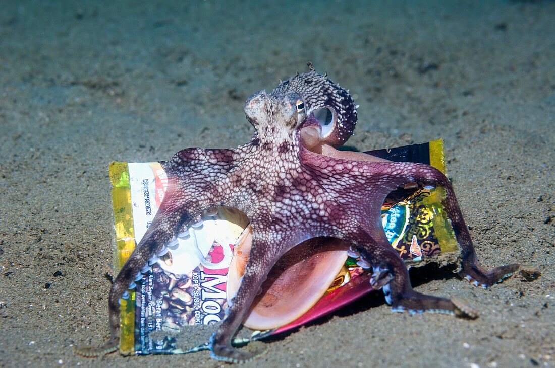 Veined octopus with rubbish collected on the sea bed