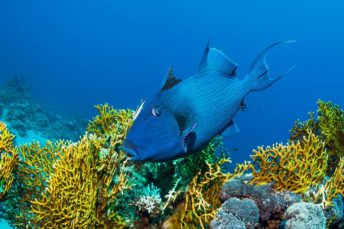Triggerfish and cleaner wrasse over reef