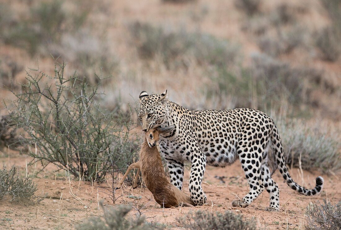 Leopard with Steenbok prey