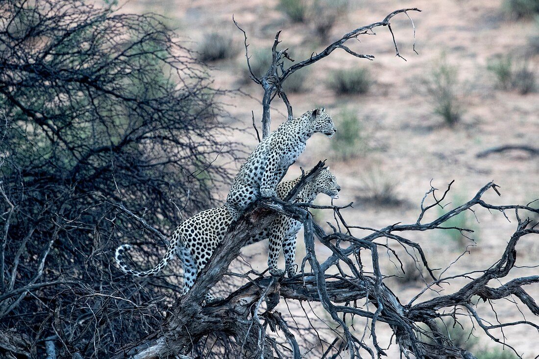 Female leopard with adolescent cub