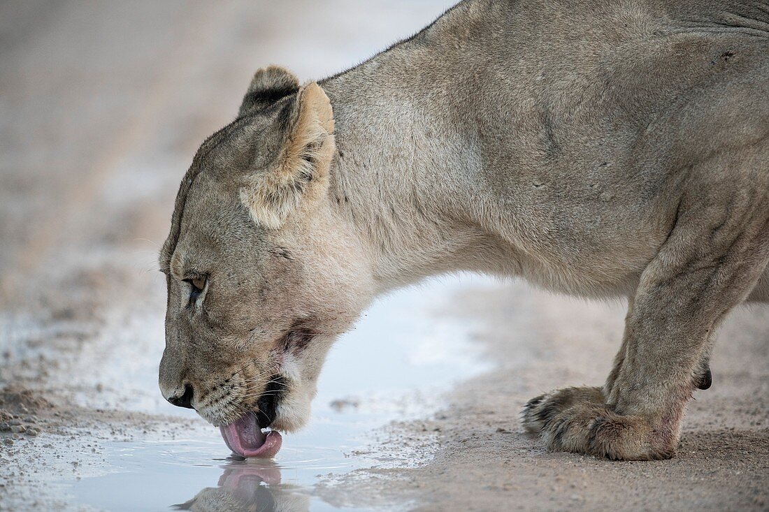 Lioness drinking from a puddle after rain