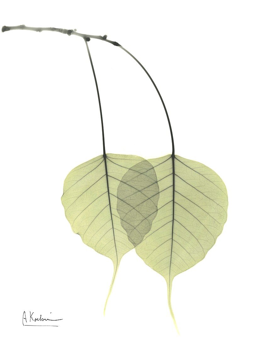 Sacred fig (Ficus religiosa) leaves, X-ray