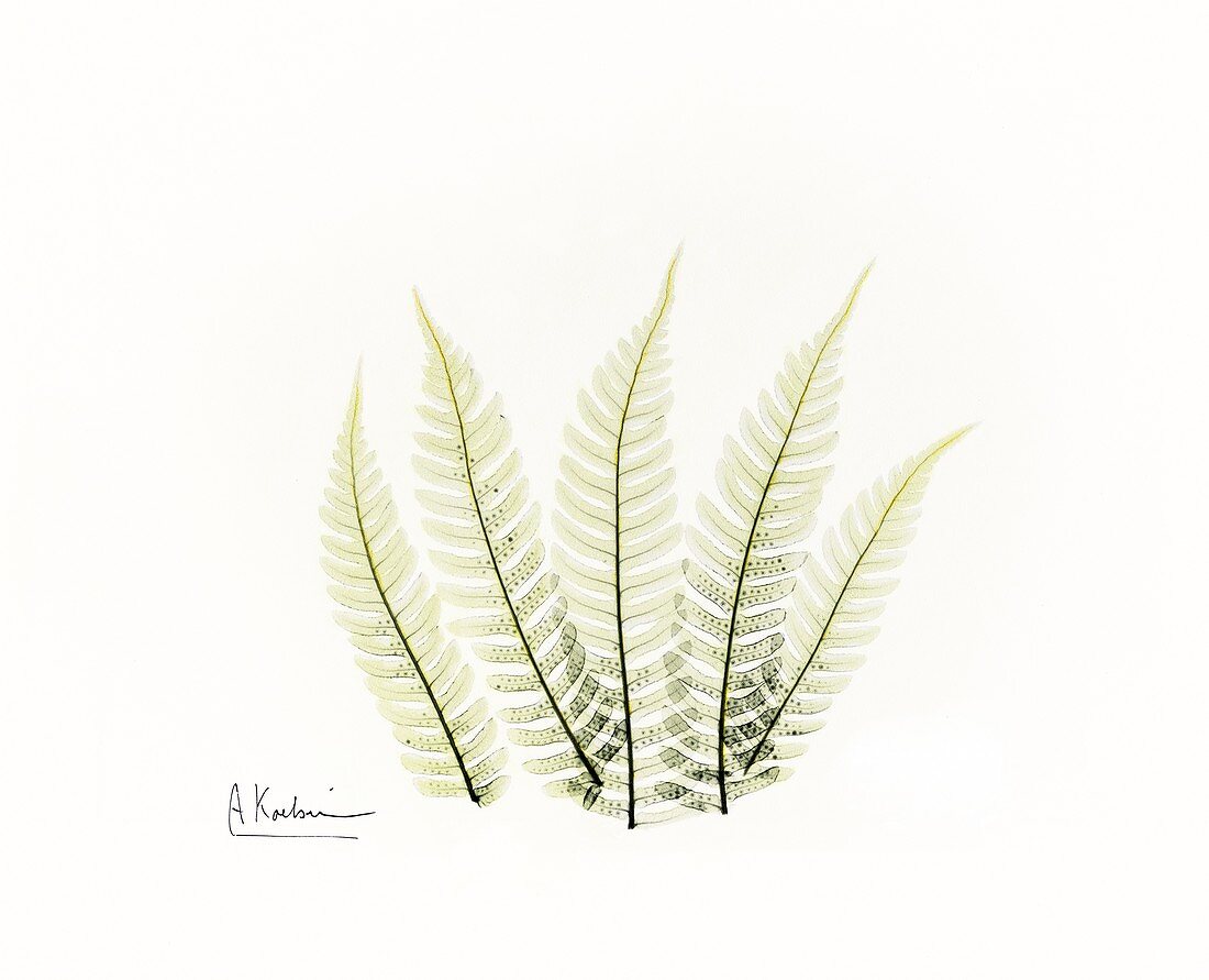 Fern fronds, X-ray