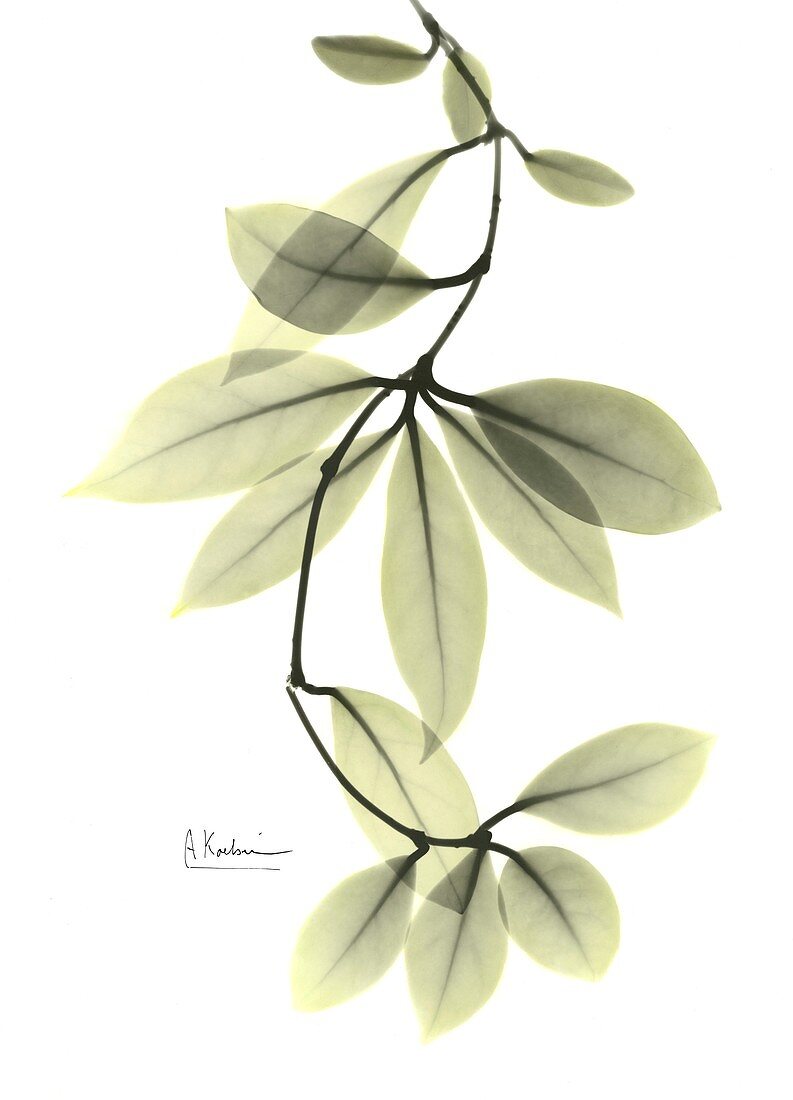 Wax plant (Hoya carnosa) leaves, X-ray