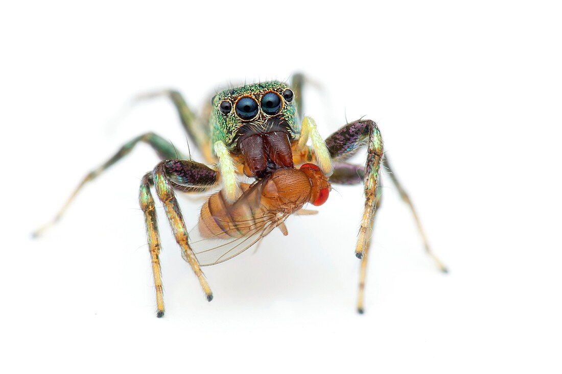 Jumping spider eating a fruit fly