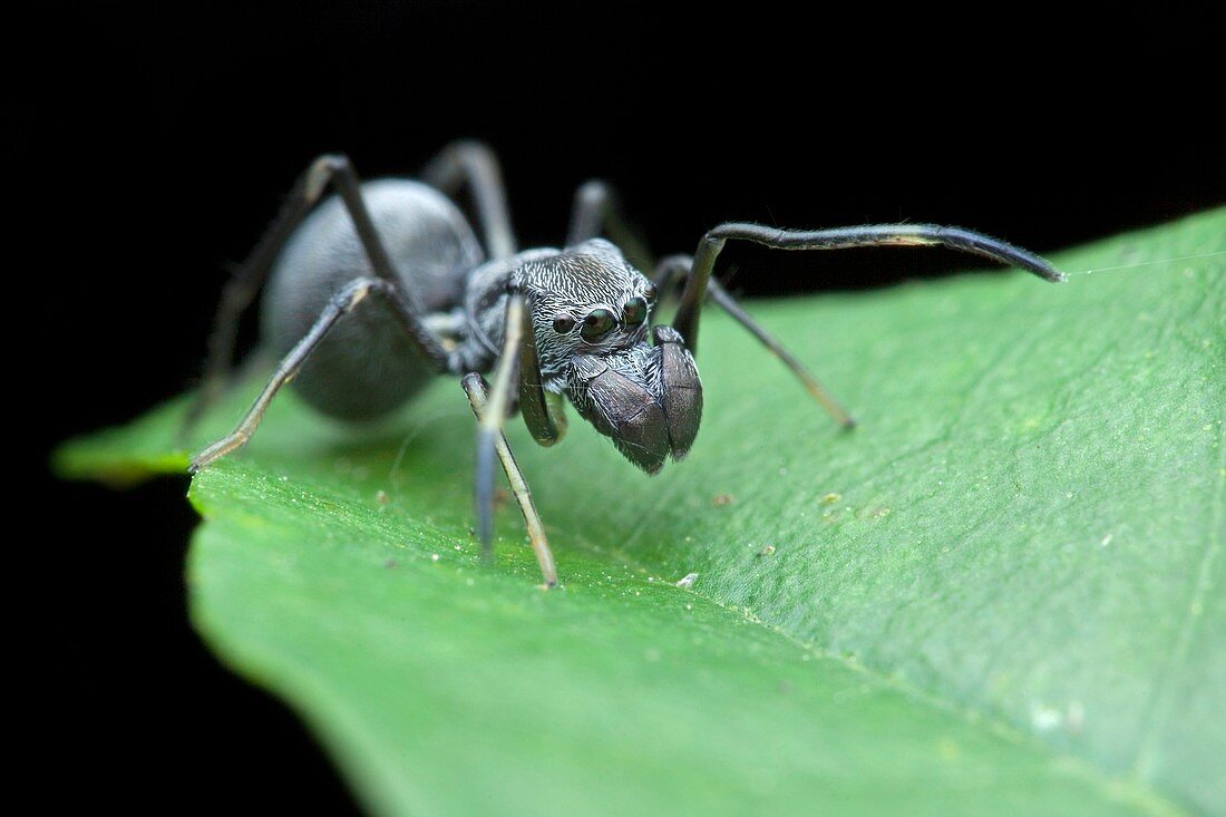 Ant-mimic jumping spider